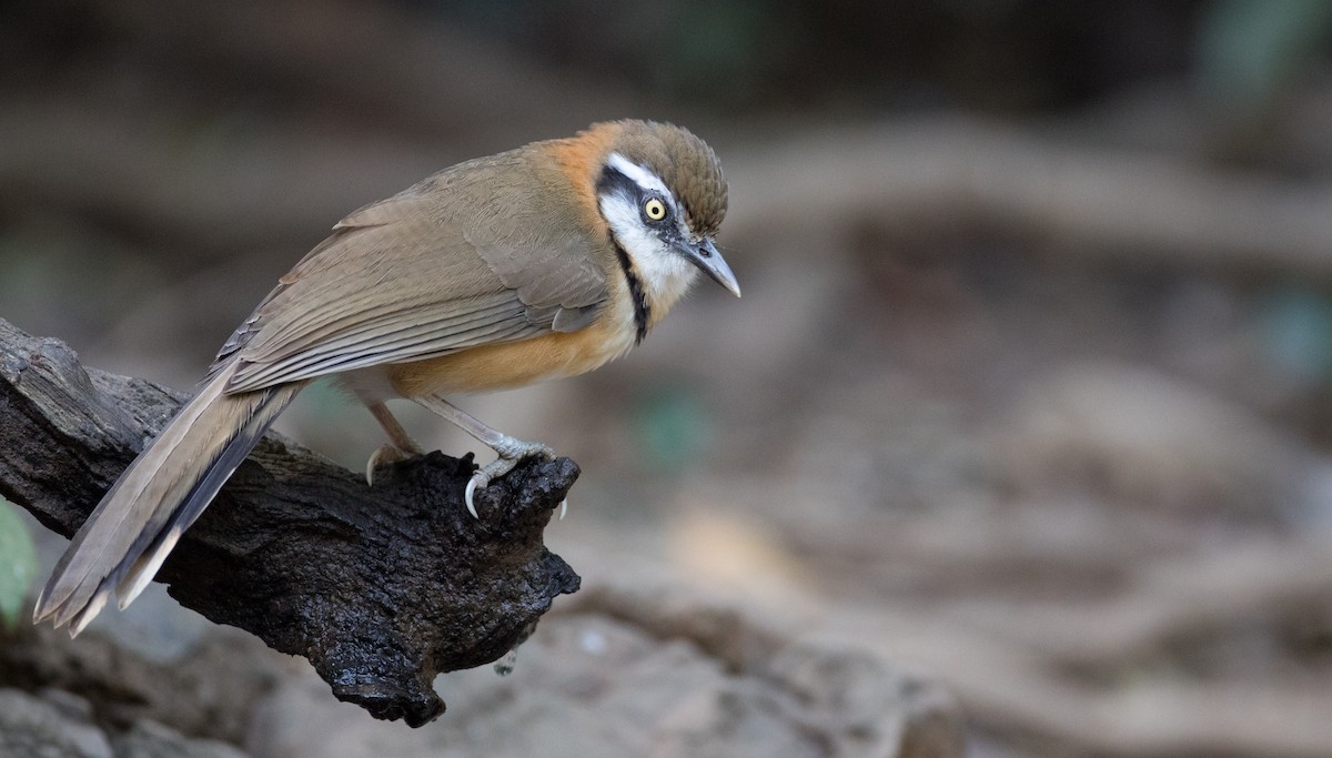 Lesser Necklaced Laughingthrush - ML85683861