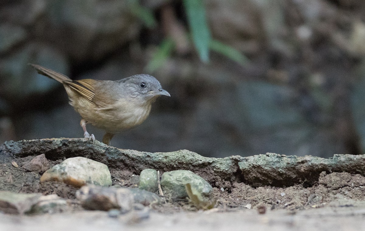 Brown-cheeked Fulvetta - ML85683911