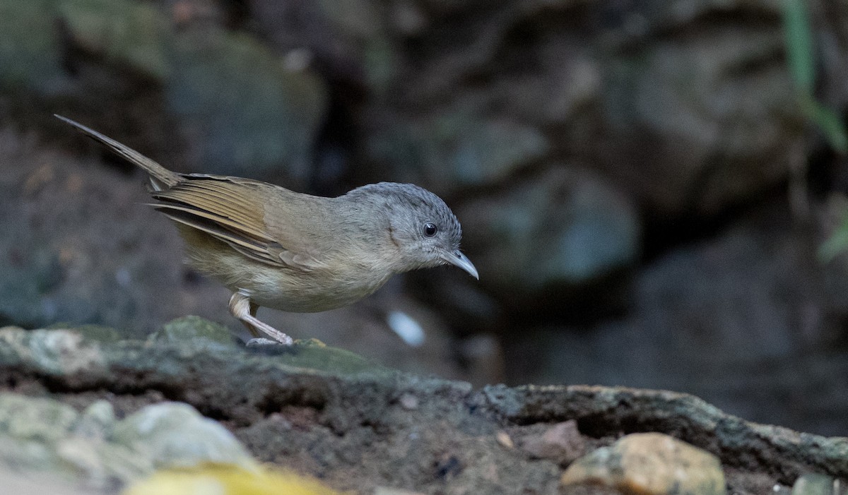 Brown-cheeked Fulvetta - Ian Davies