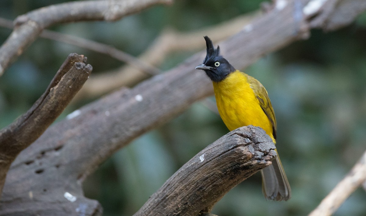 Black-crested Bulbul - Ian Davies