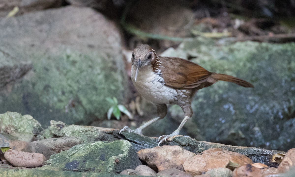 Large Scimitar-Babbler - Ian Davies