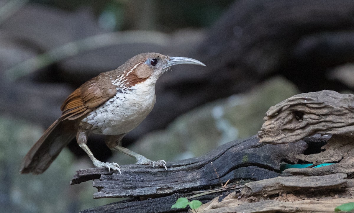 Large Scimitar-Babbler - ML85685021