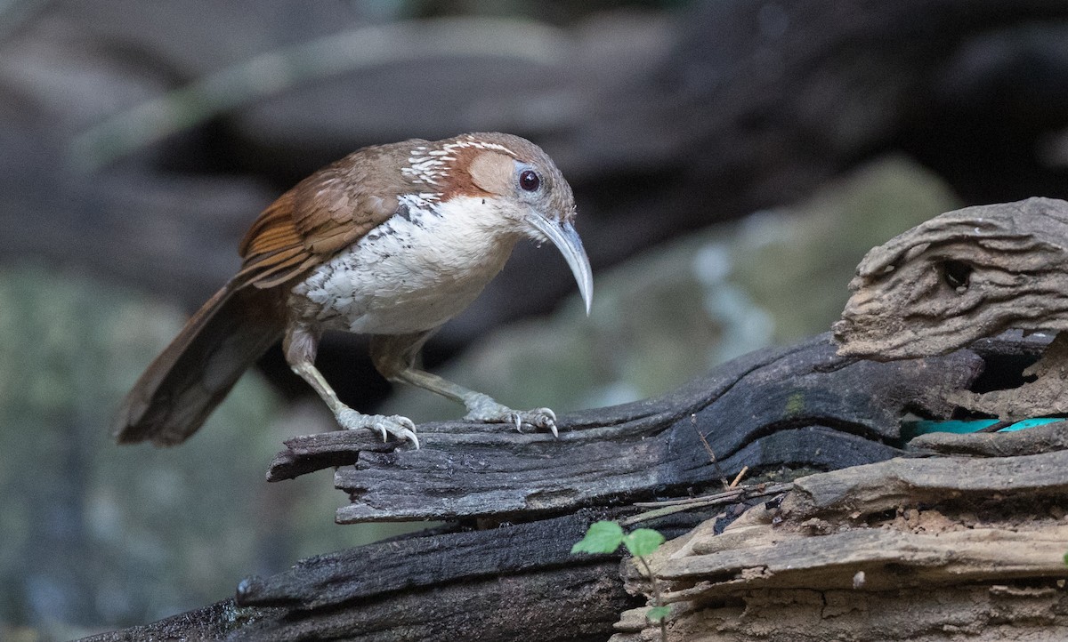 Large Scimitar-Babbler - Ian Davies