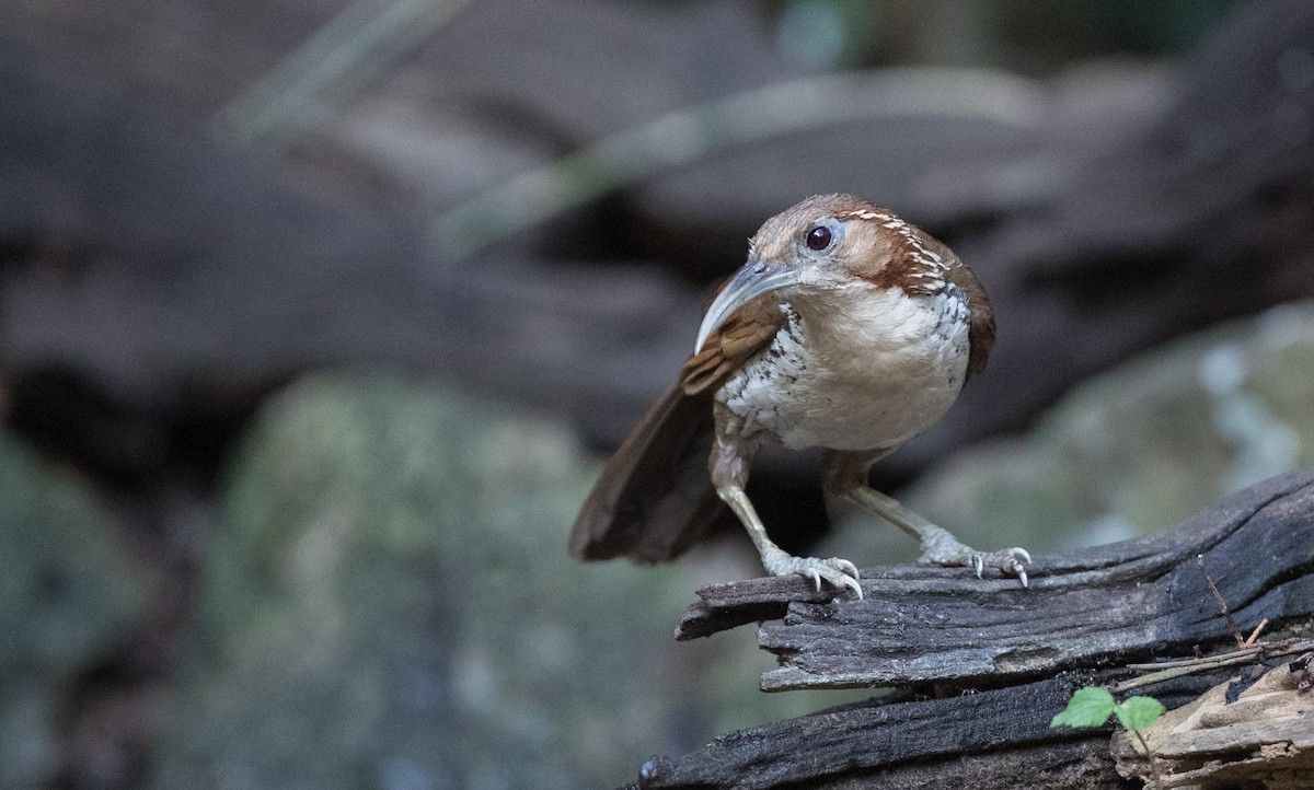 Large Scimitar-Babbler - Ian Davies