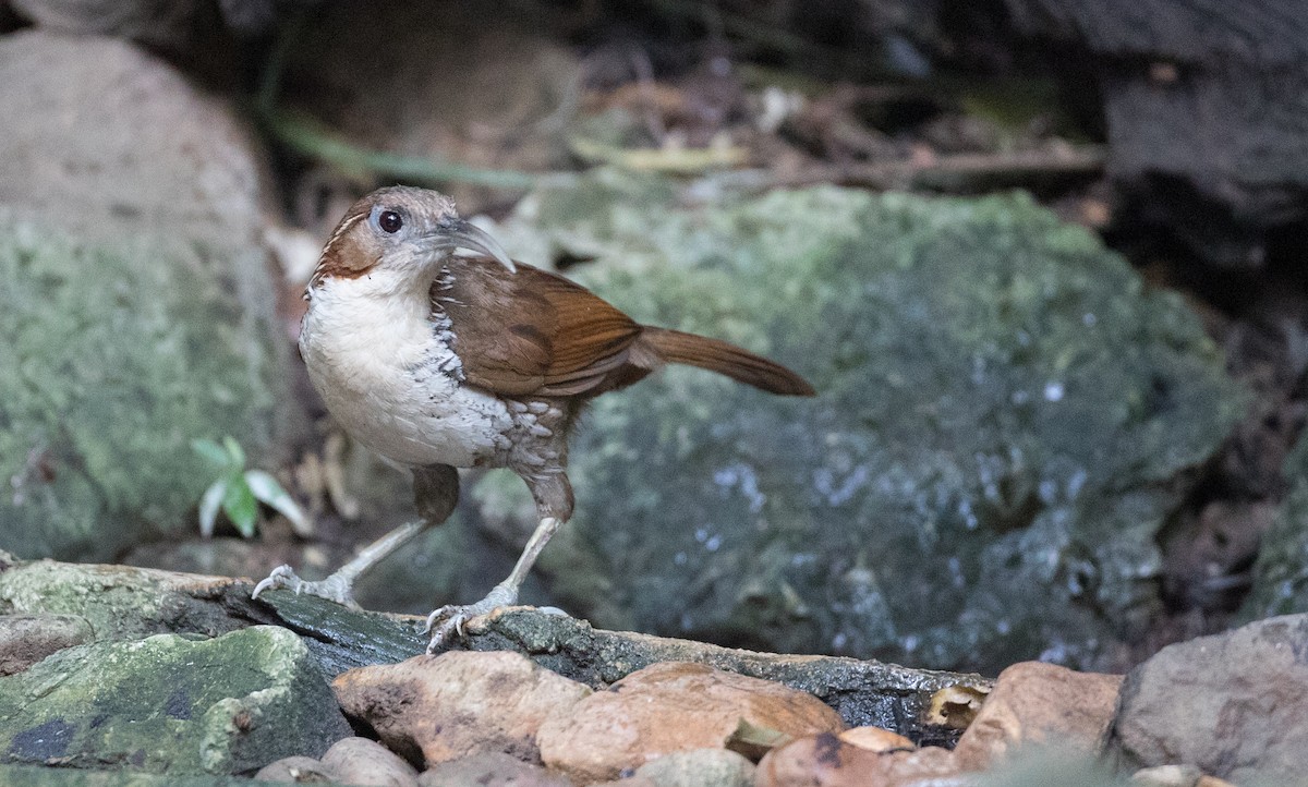 Large Scimitar-Babbler - Ian Davies