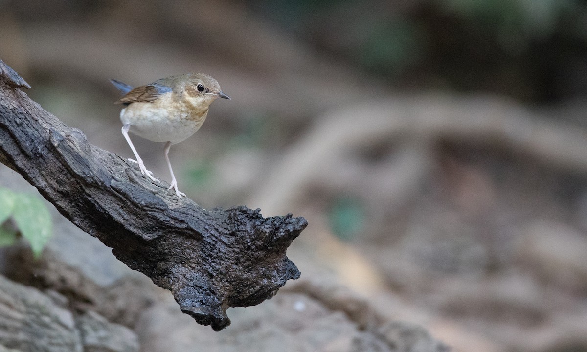 Siberian Blue Robin - Ian Davies