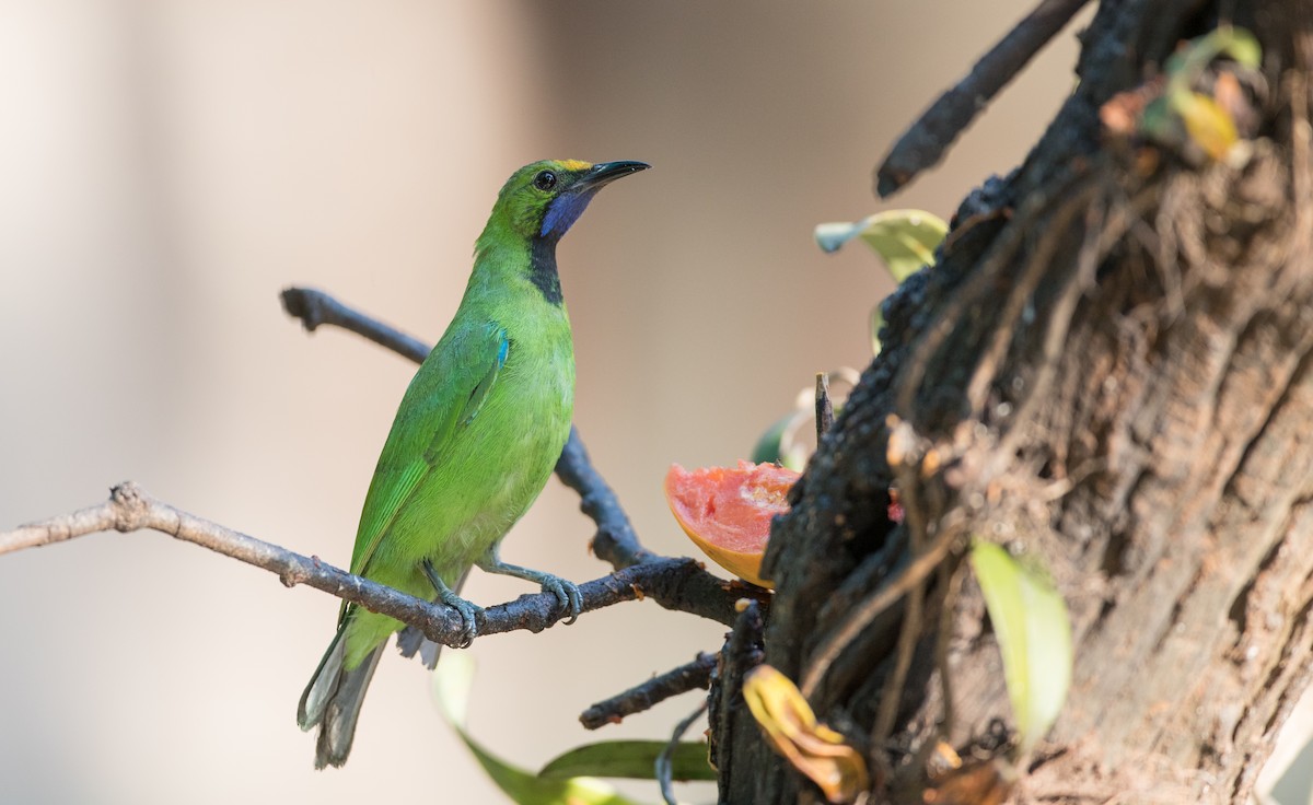 Golden-fronted Leafbird - ML85685231