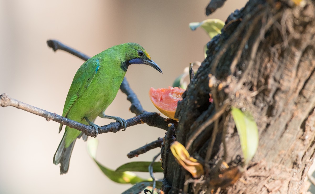 Golden-fronted Leafbird - ML85685241