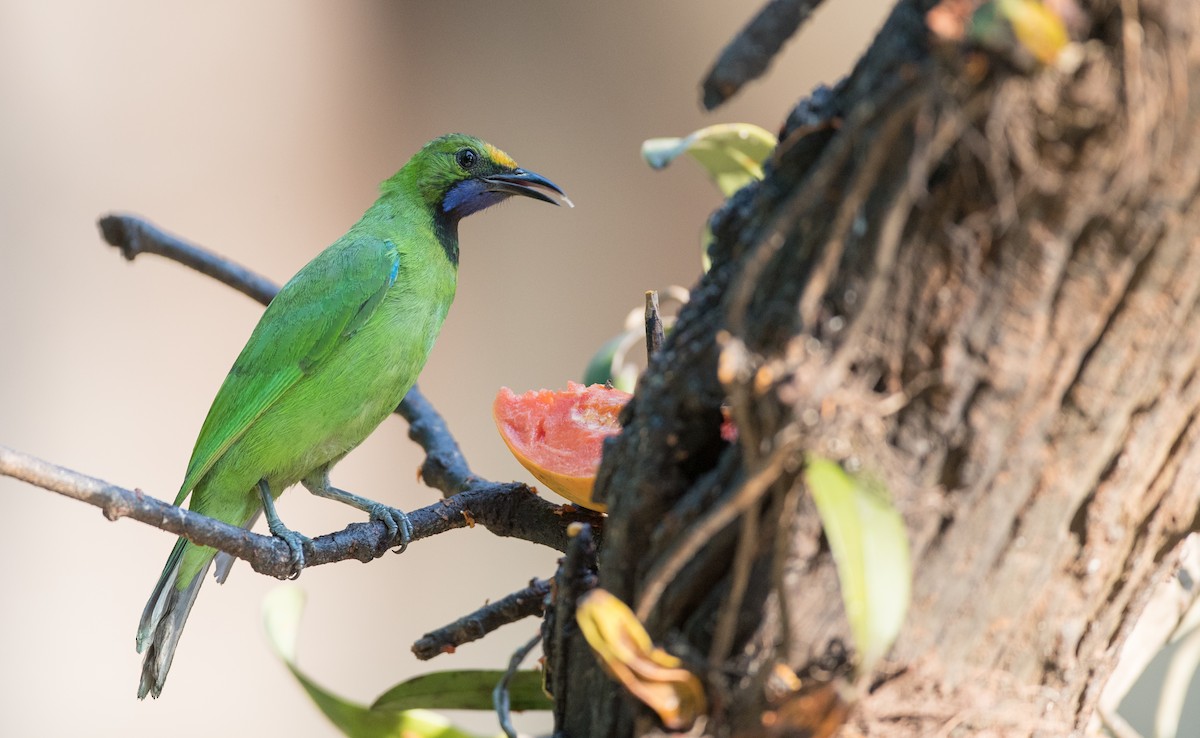 Golden-fronted Leafbird - ML85685261