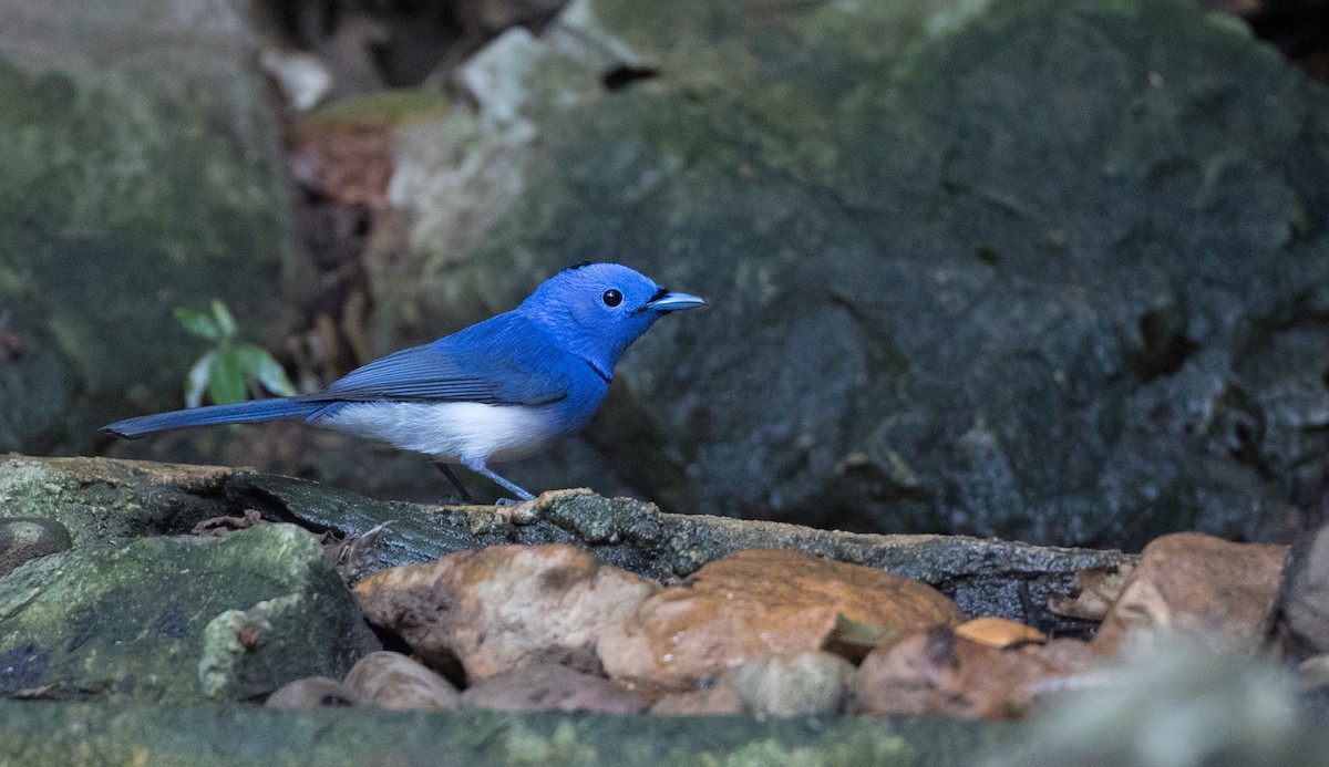 Black-naped Monarch - Ian Davies