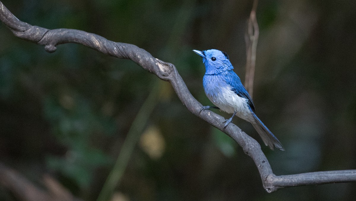 Black-naped Monarch - ML85685571