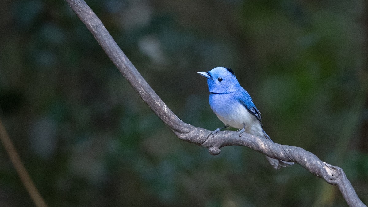 Black-naped Monarch - ML85685581