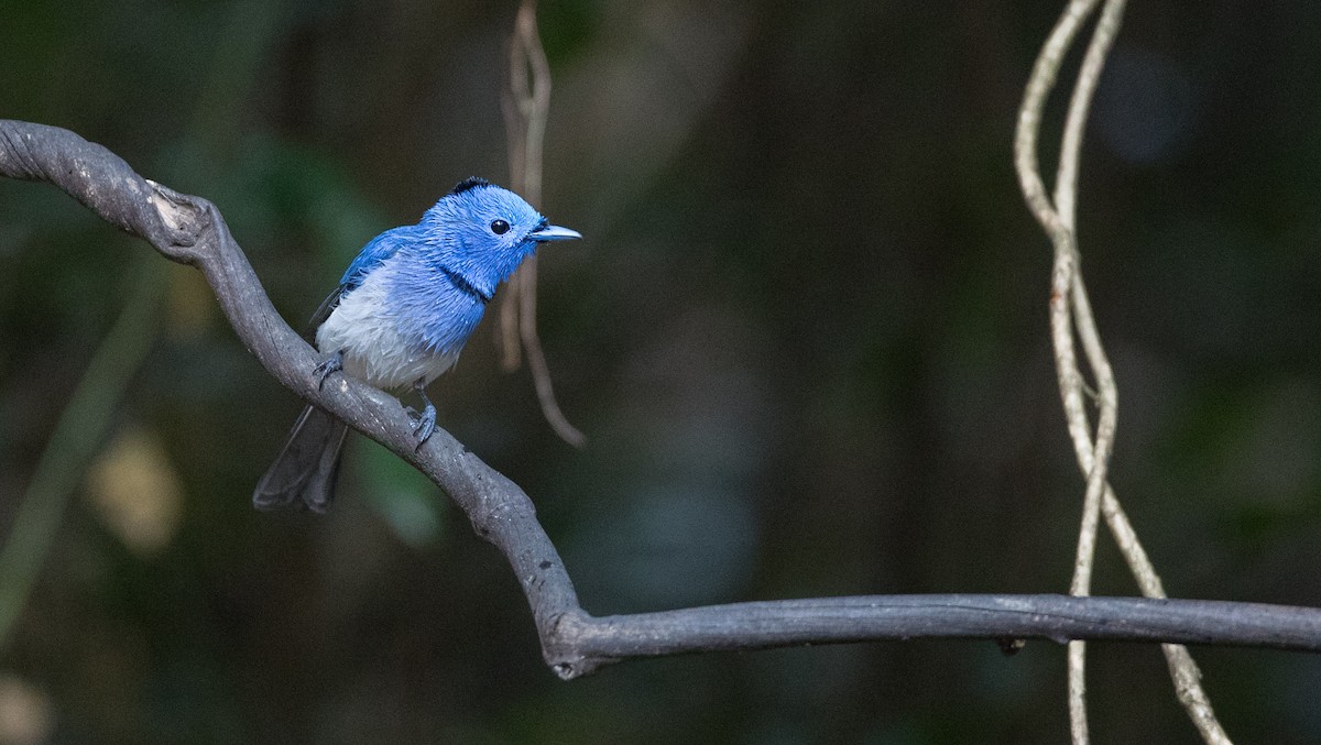 Black-naped Monarch - Ian Davies