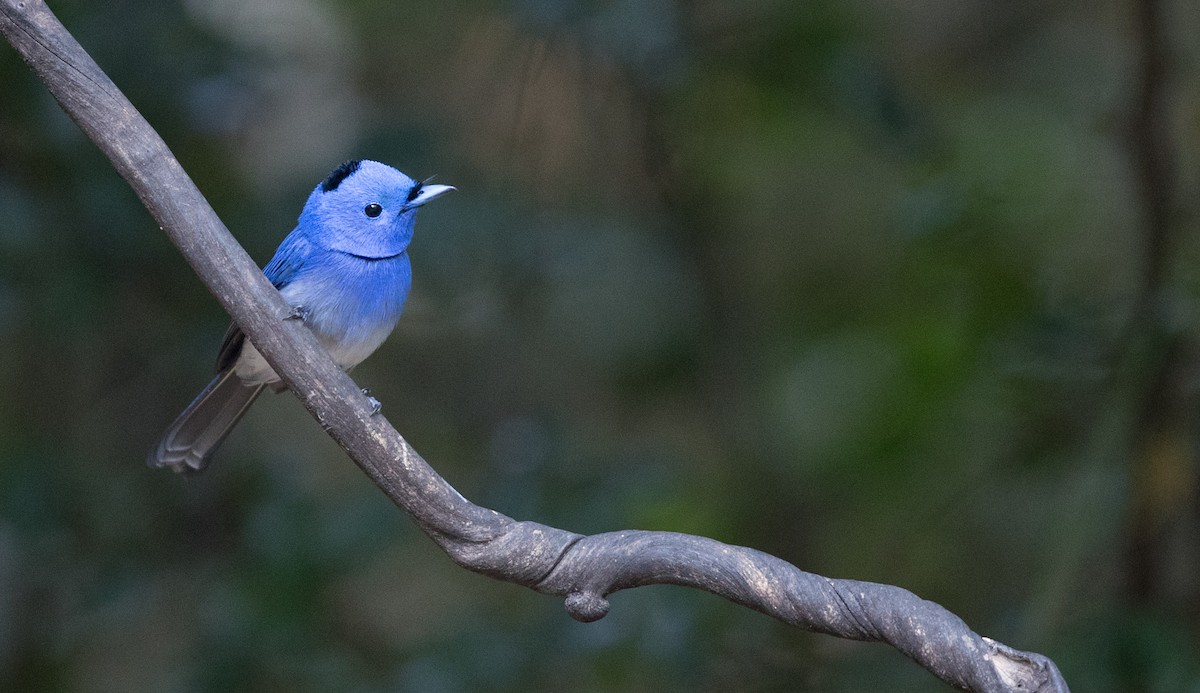 Black-naped Monarch - ML85685661