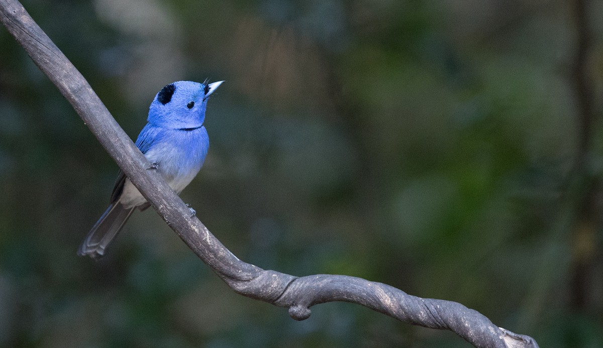 Black-naped Monarch - ML85685671