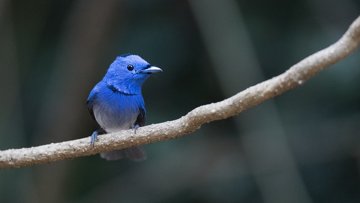 Black-naped Monarch - Ian Davies