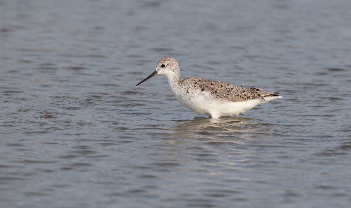 Marsh Sandpiper - ML85687251