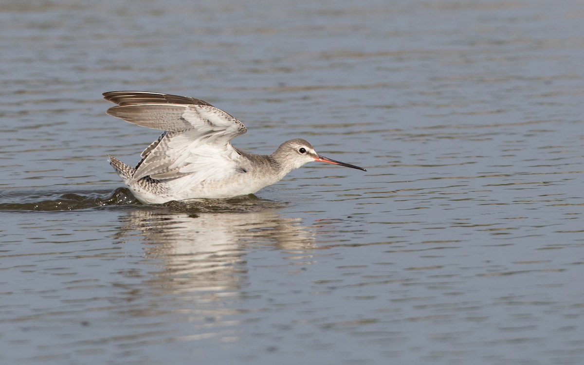 Dunkelwasserläufer - ML85687301