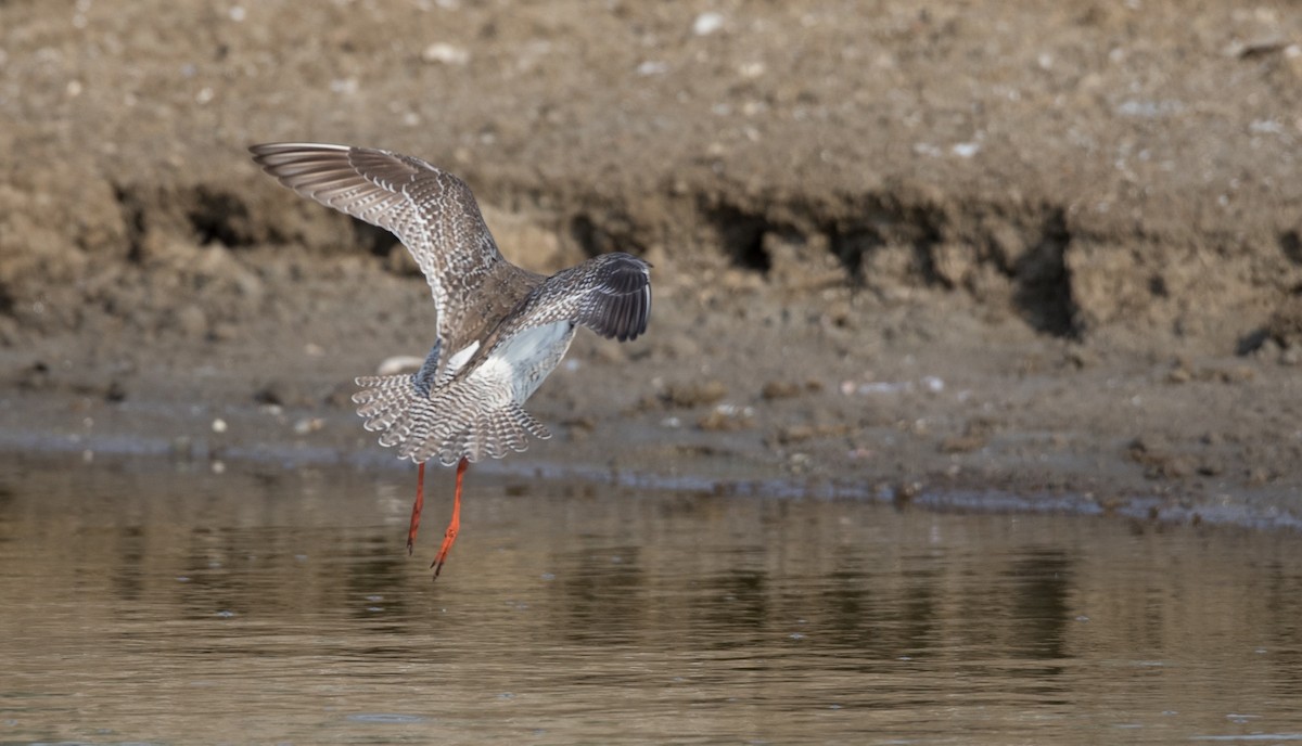 Spotted Redshank - Ian Davies