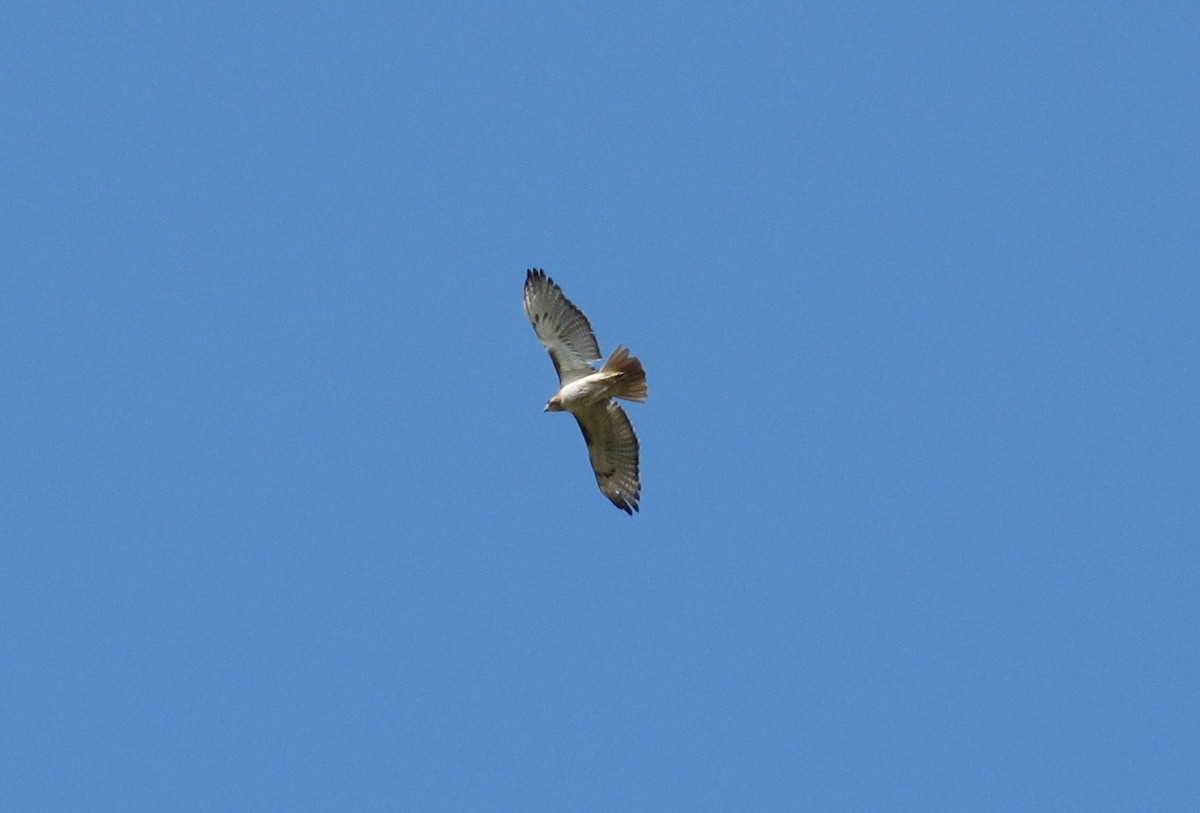 Red-tailed Hawk - ML85687971