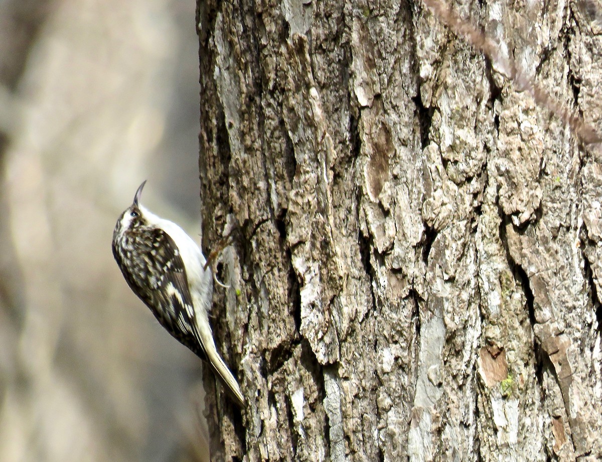 Brown Creeper - ML85689361