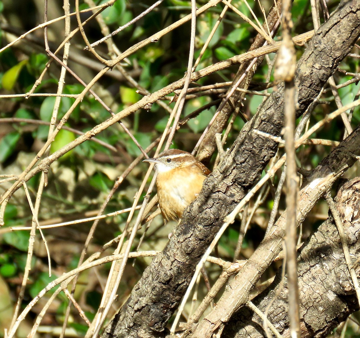 Carolina Wren - ML85689451
