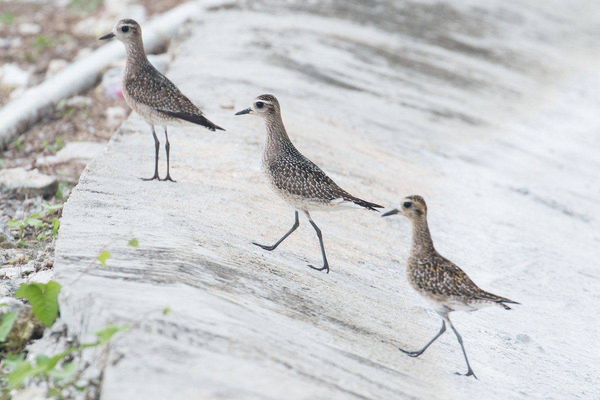 American Golden-Plover - ML85692051