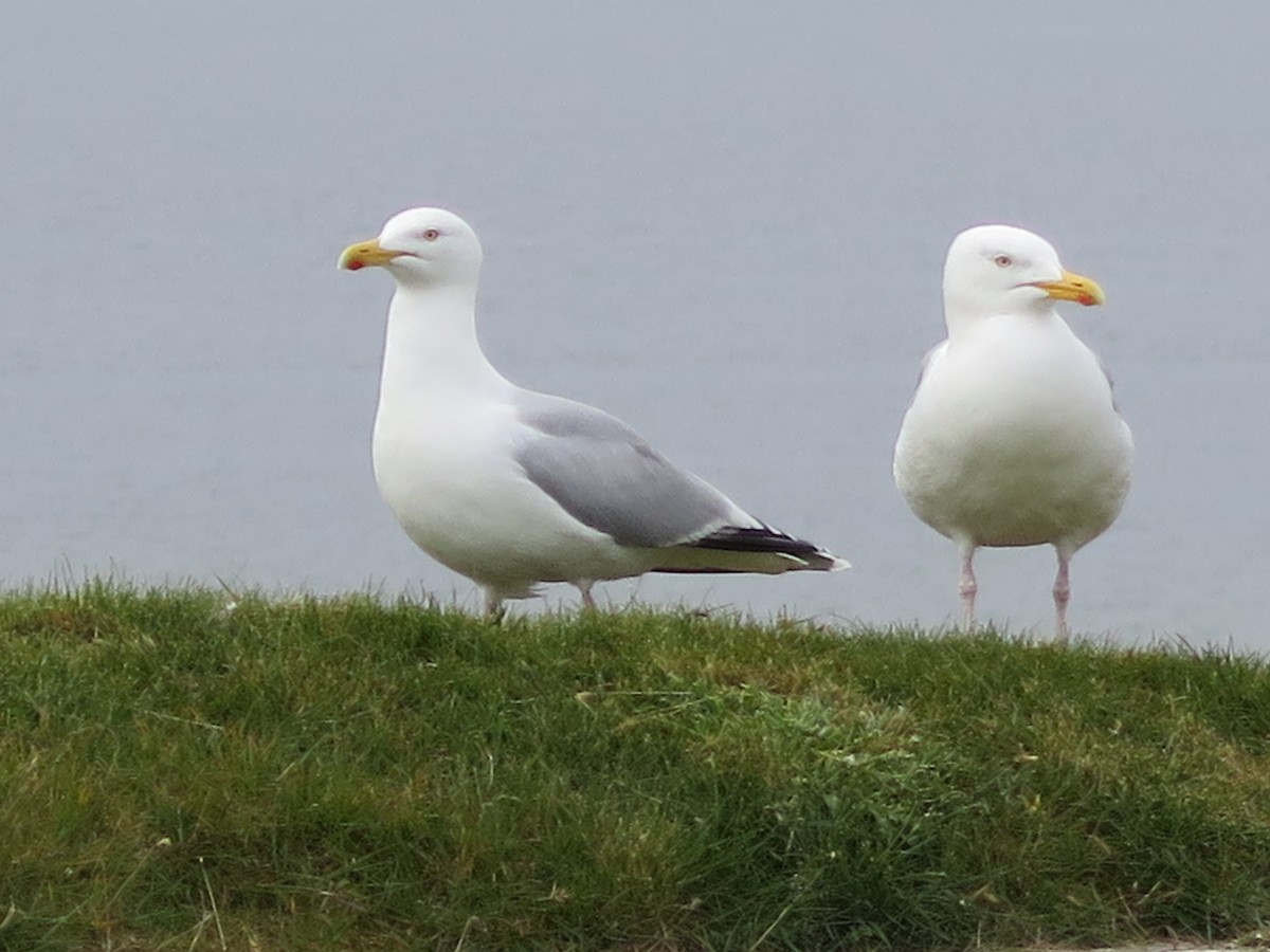 Herring Gull - ML85692331