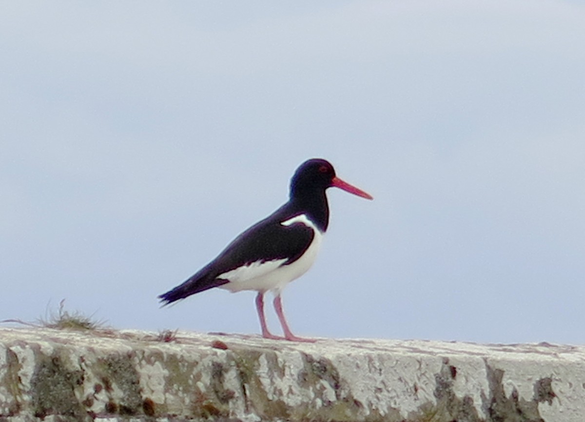 Eurasian Oystercatcher - ML85692361