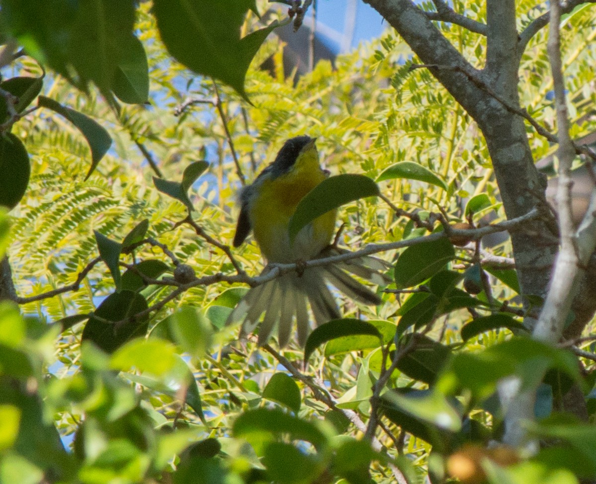 Tropical Parula - ML85693561