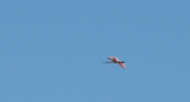 Roseate Spoonbill - ML85694221