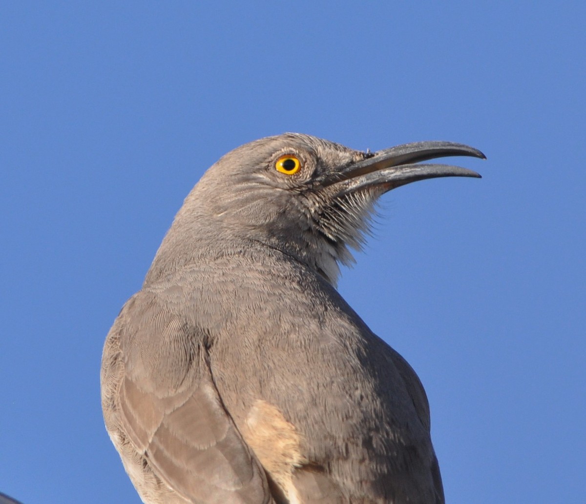 Curve-billed Thrasher - ML85696521