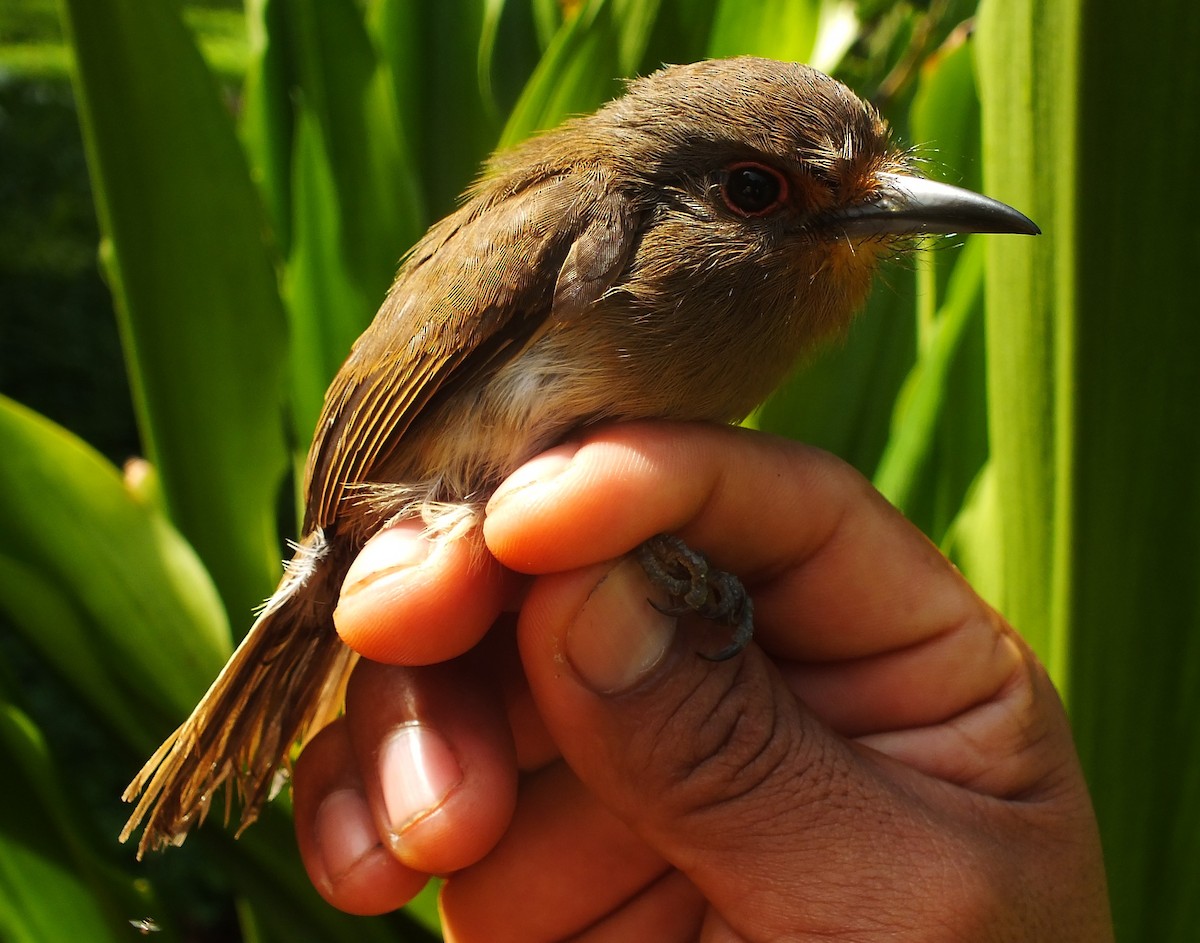 Fulvous-chinned Nunlet - ML85696681