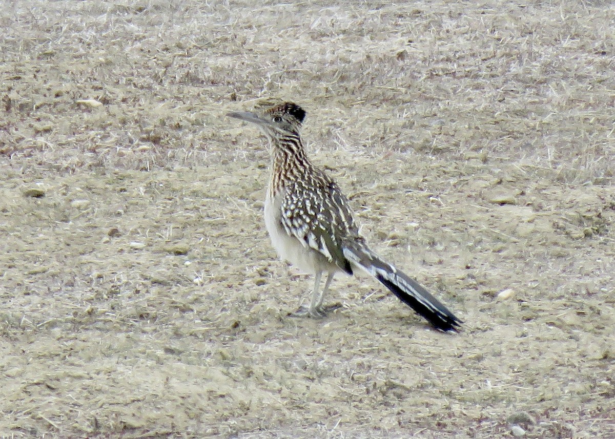 Greater Roadrunner - George Folsom