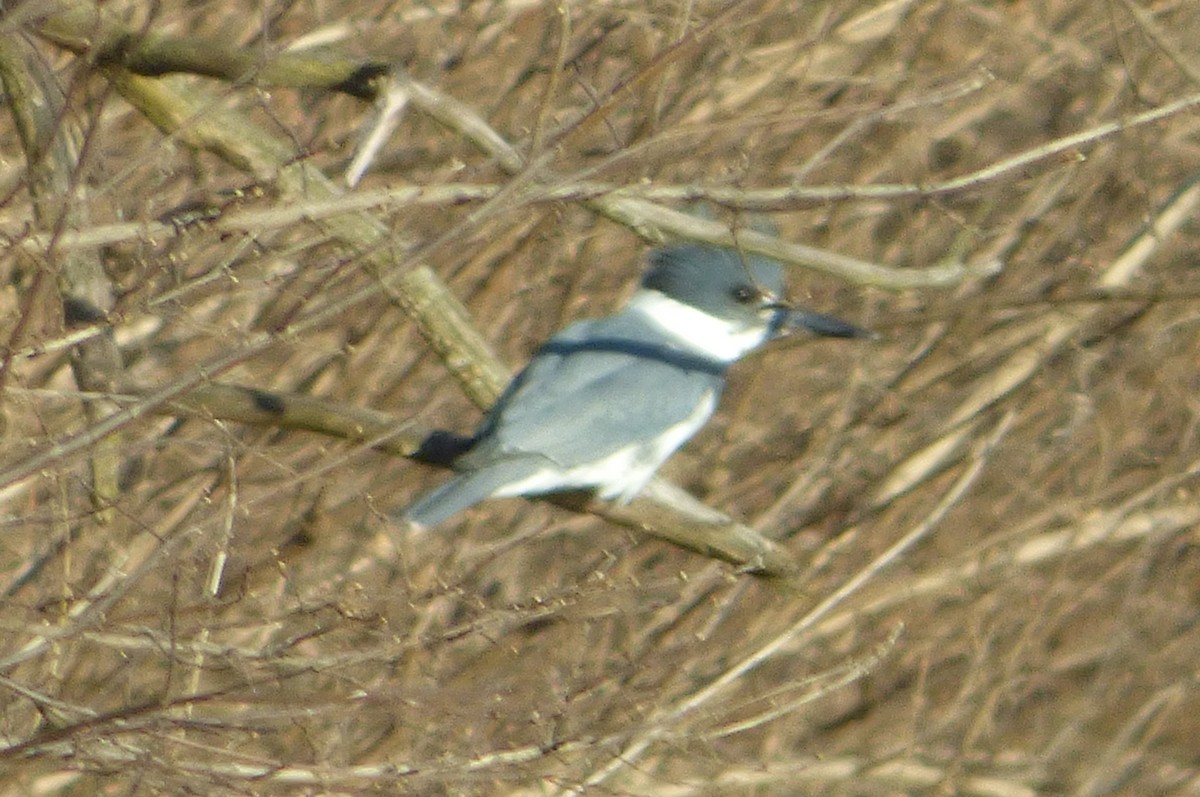 Belted Kingfisher - ML85697661