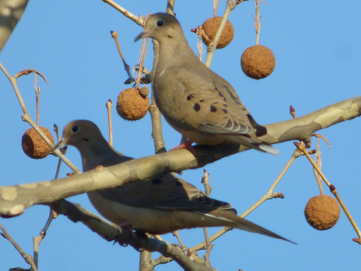 Mourning Dove - ML85697741