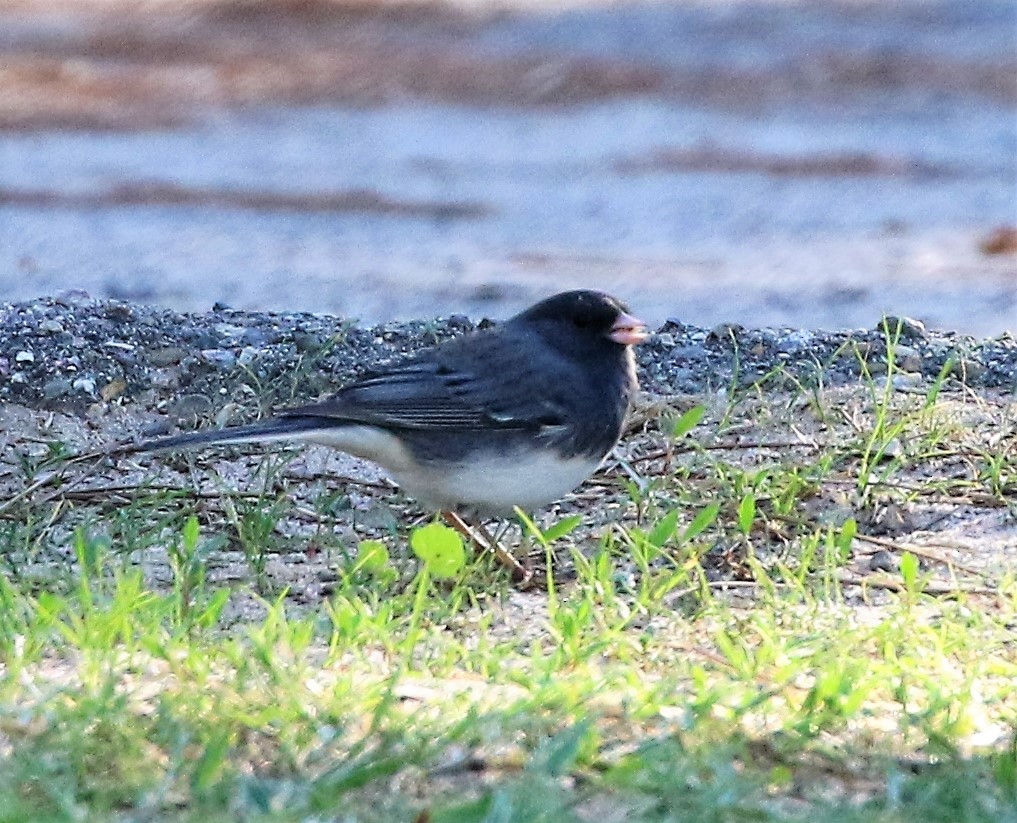 Dark-eyed Junco (Slate-colored) - ML85698761