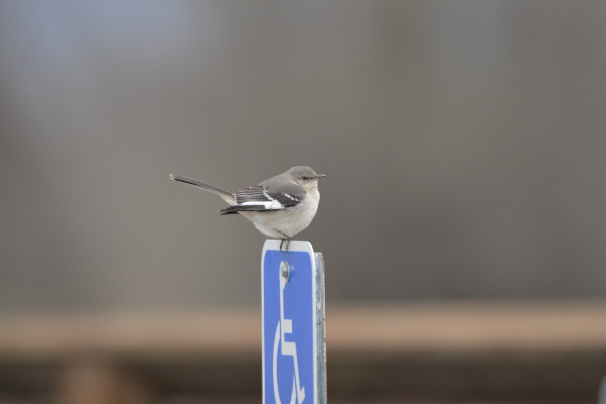 Northern Mockingbird - ML85699191