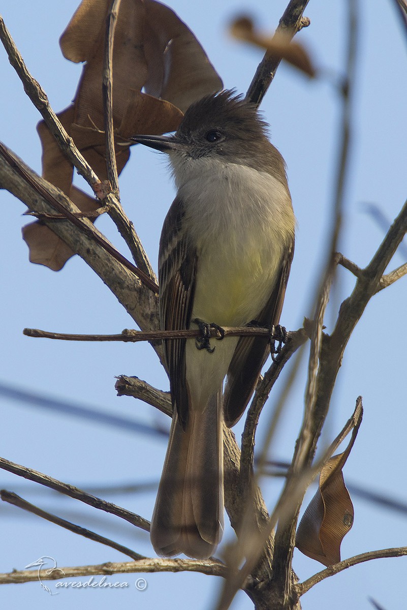 Stolid Flycatcher - ML85699961