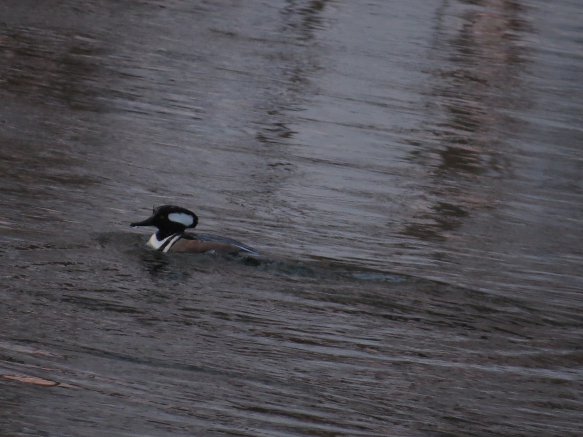 Hooded Merganser - Martin Stoner