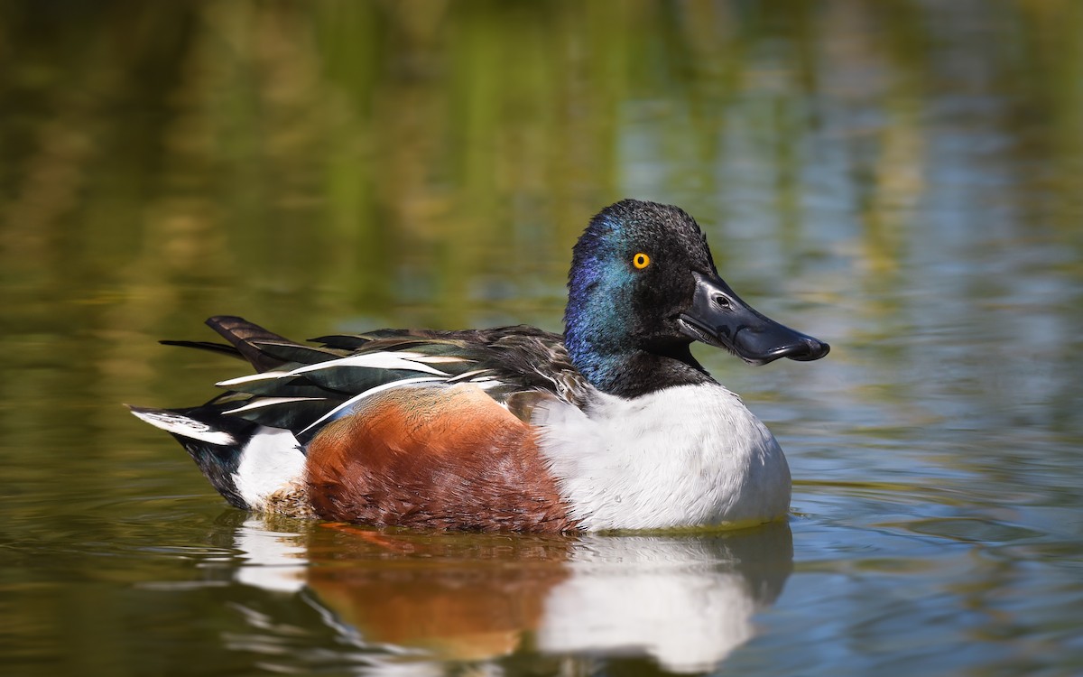 Northern Shoveler - ML85701251