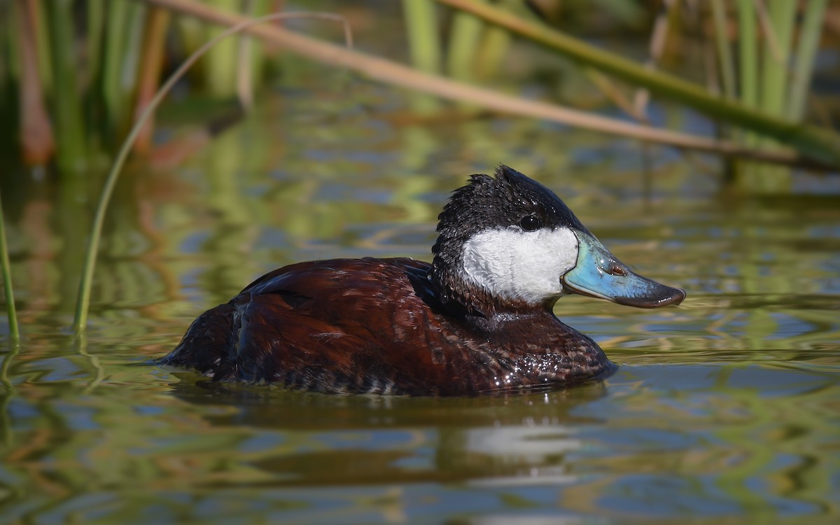 Ruddy Duck - ML85701441