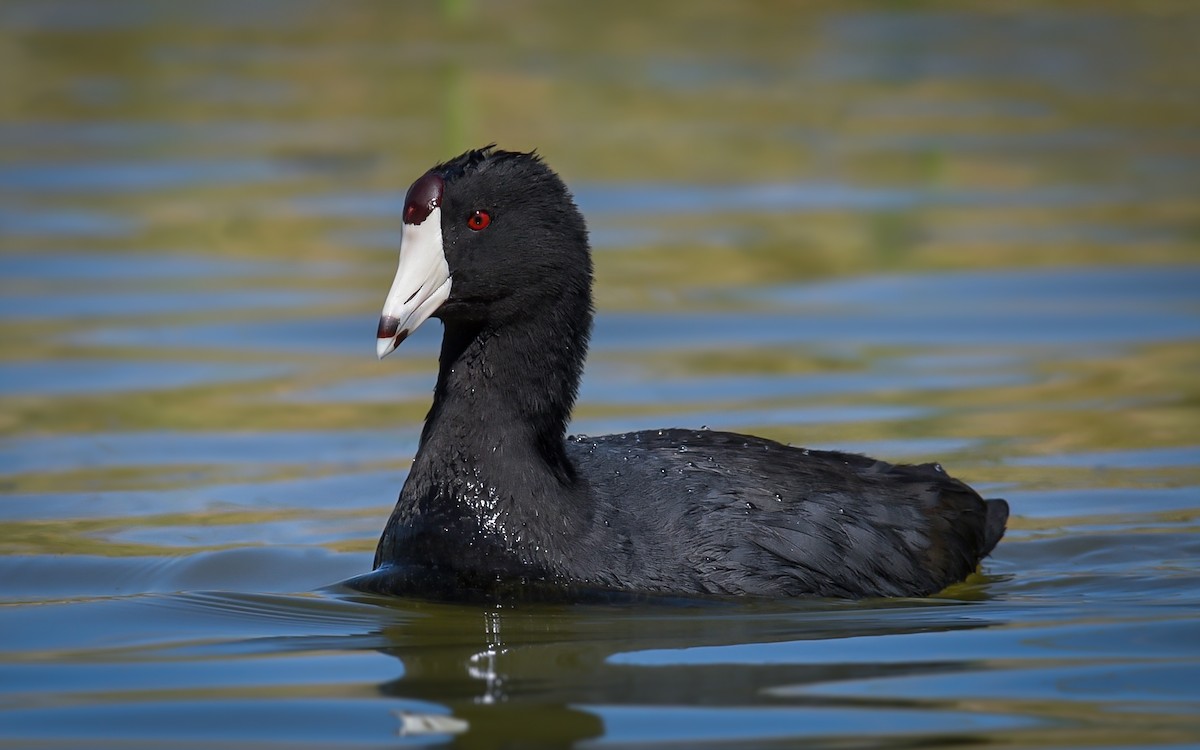 Foulque d'Amérique - ML85701561