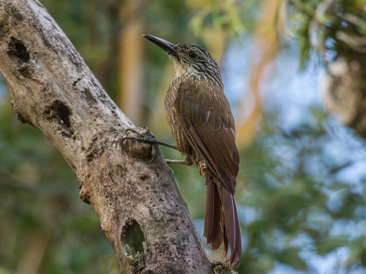 Planalto Woodcreeper - Fernando  Jacobs