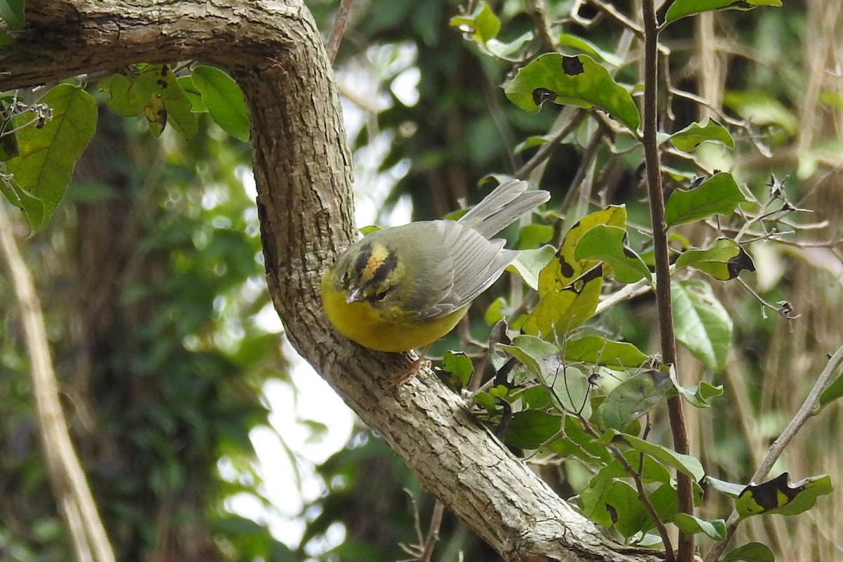 Paruline à couronne dorée - ML85702231