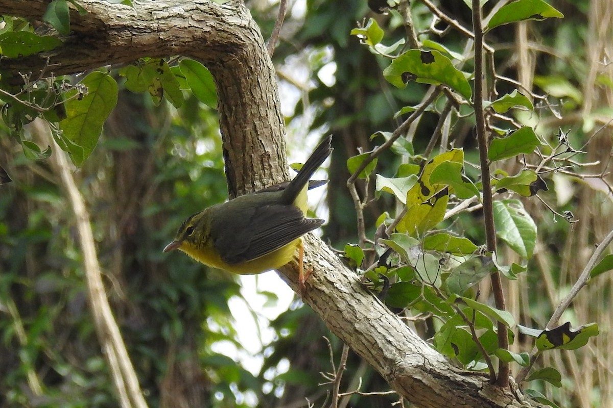 Golden-crowned Warbler - ML85702241