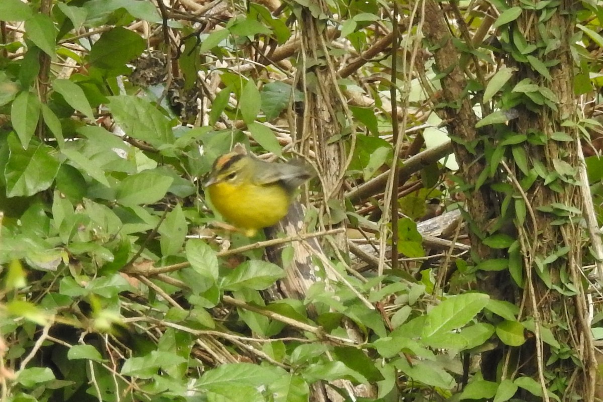 Golden-crowned Warbler - ML85702251