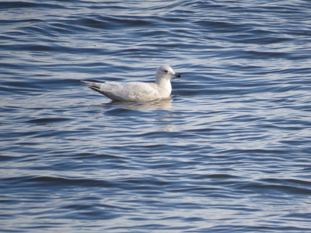 Iceland Gull - ML85703421