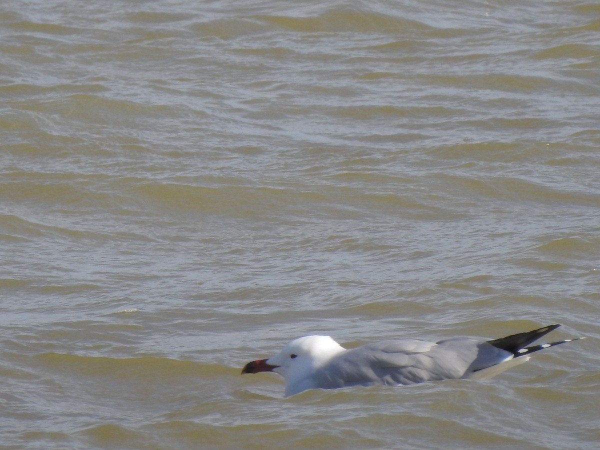 Gaviota de Audouin - ML85704061