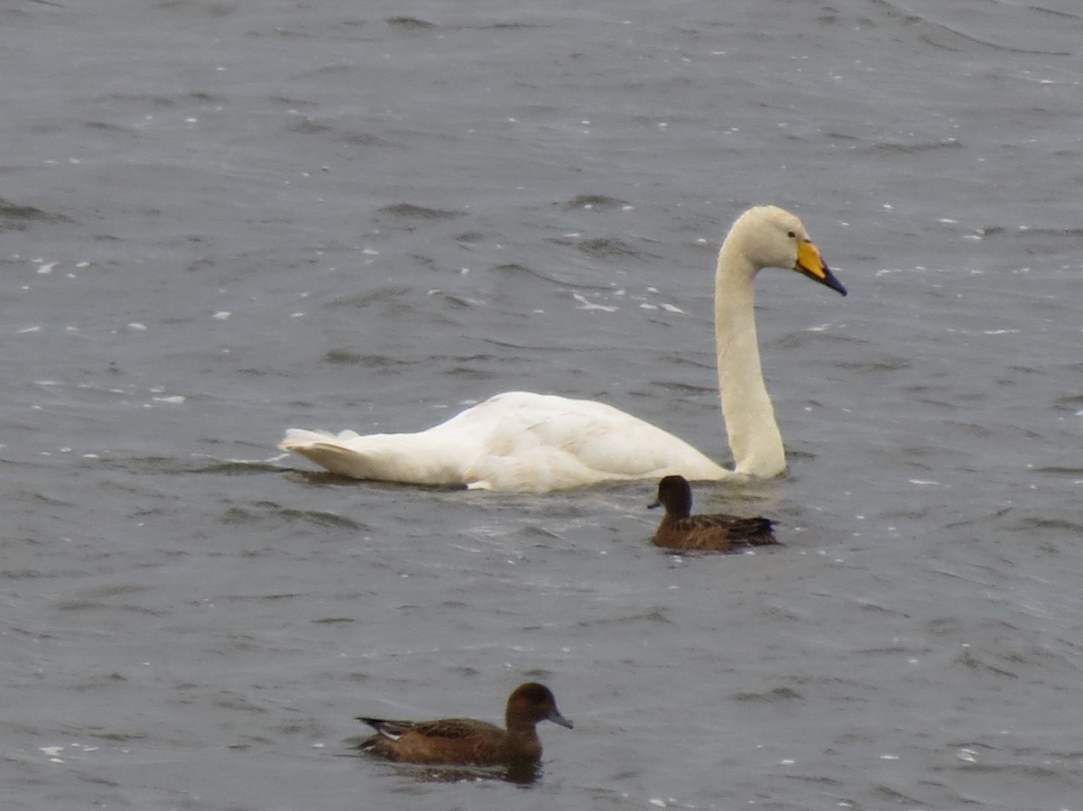 Whooper Swan - ML85704131